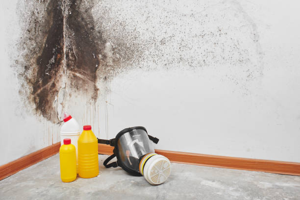 Attic Mold Removal in Waimea, HI