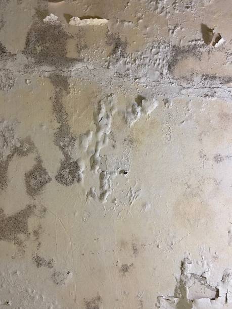 Best Home Mold Removal  in Waimea, HI