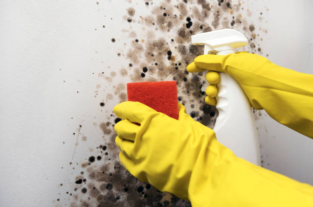 Best Crawl Space Mold Removal  in Waimea, HI