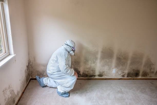 Office Mold Removal Services in Waimea, HI