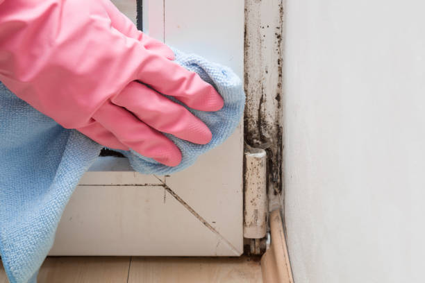 Mold Removal and Inspection in Waimea, HI