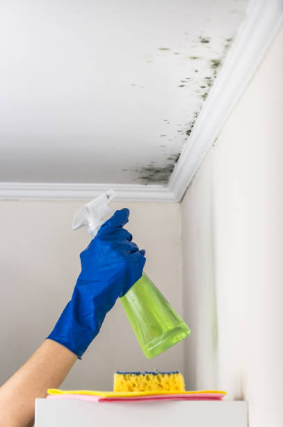 Best Commercial Mold Removal  in Waimea, HI
