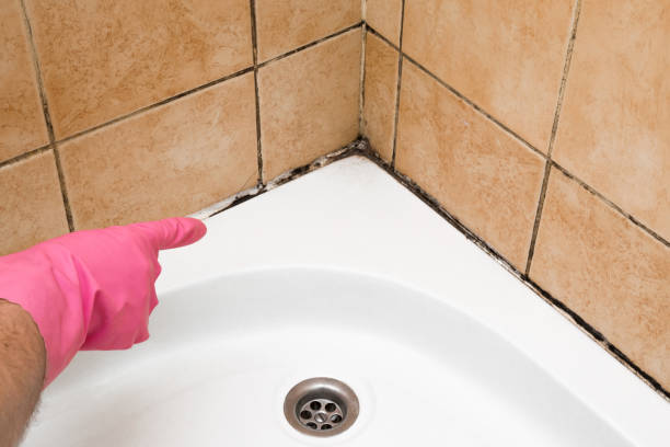 Best Certified Mold Removal  in Waimea, HI